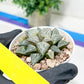 Haworthia Xuejing Se (H5E) | Imported Succulent | Hong Kong Rare Species