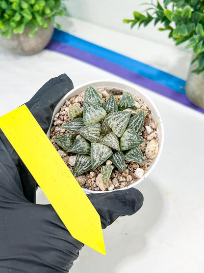 Haworthia Xuejing Se (H5E) | Imported Succulent | Hong Kong Rare Species
