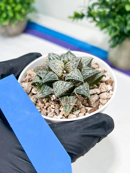 Haworthia Xuejing Se (H5E) | Imported Succulent | Hong Kong Rare Species