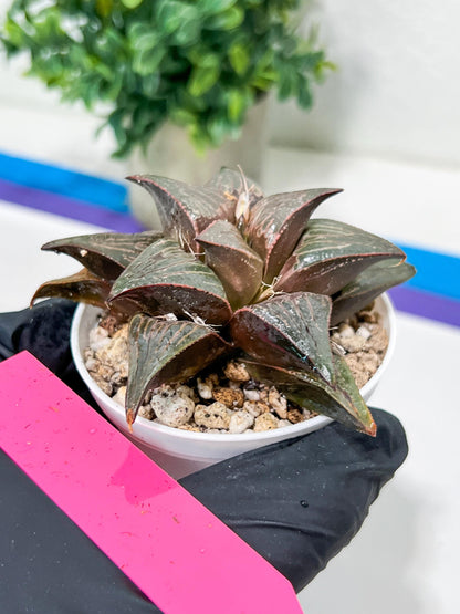 Haworthia Huo Zhi Niao (H5F) | Rare import
