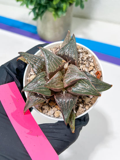 Haworthia Huo Zhi Niao (H5F) | Rare import