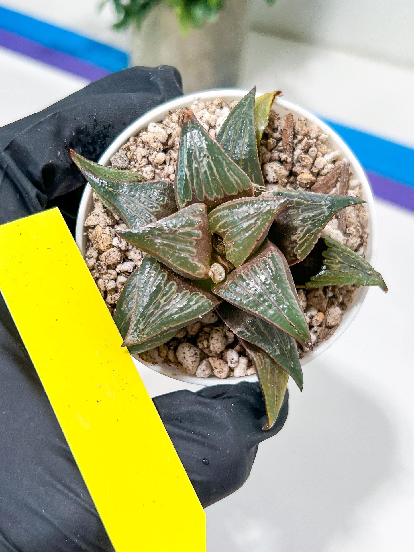Haworthia Huo Zhi Niao (H5F) | Rare import