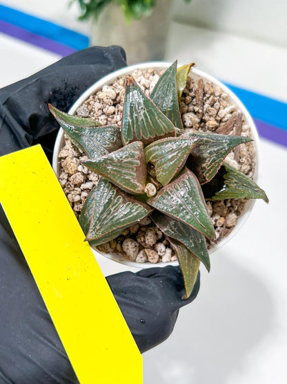 Haworthia Huo Zhi Niao (H5F) | Rare import