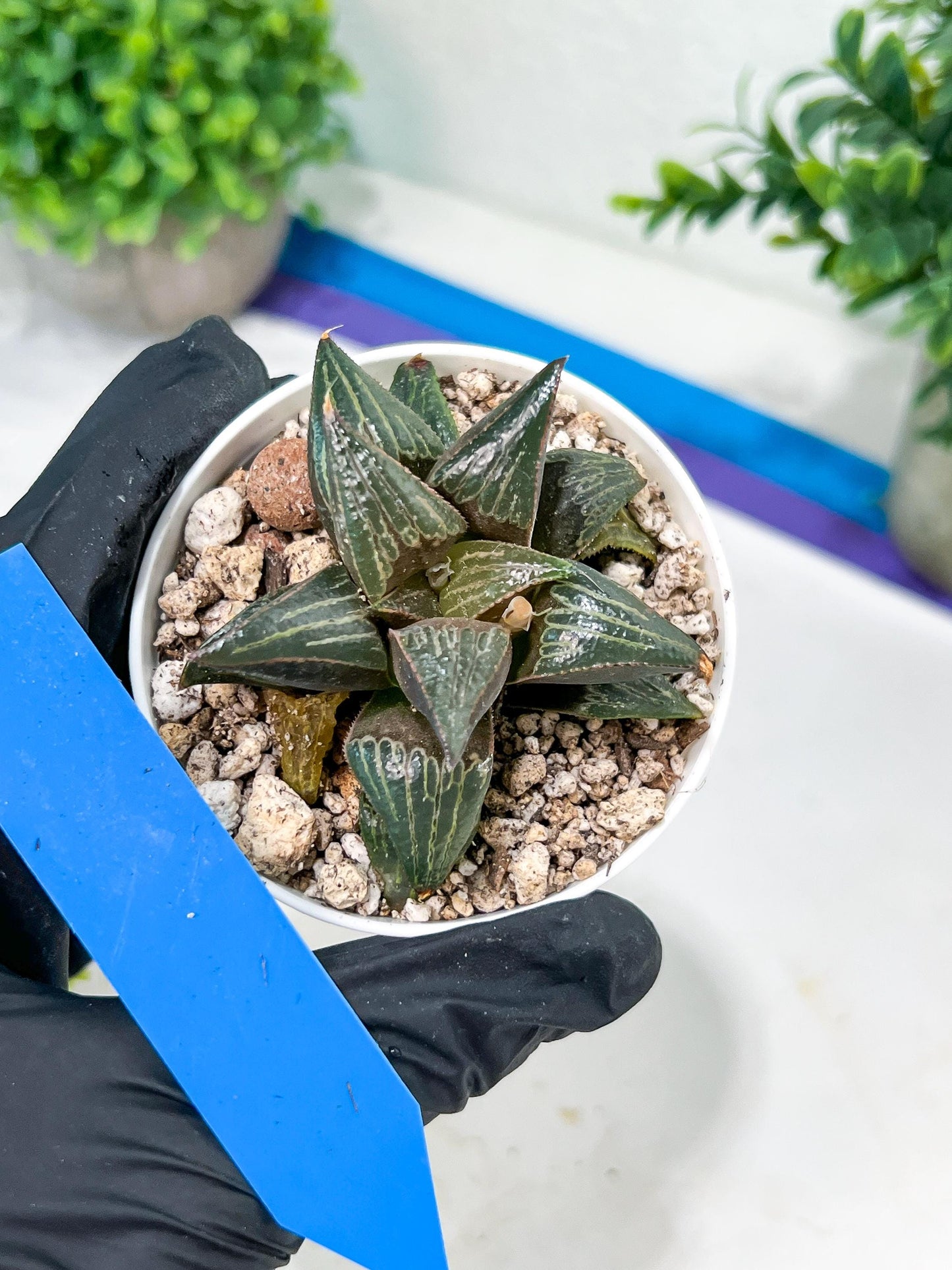Haworthia Huo Zhi Niao (H5F) | Rare import