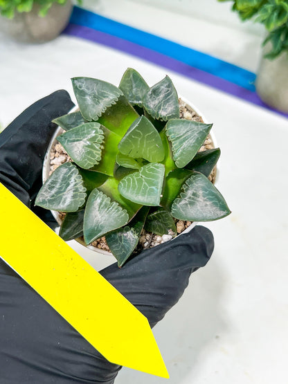 Haworthia Huo Fenghuang (H5B) | Imported Succulent | Hong Kong Rare Species