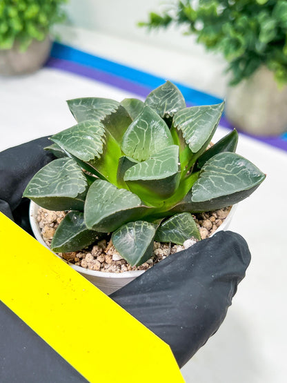 Haworthia Huo Fenghuang (H5B) | Imported Succulent | Hong Kong Rare Species
