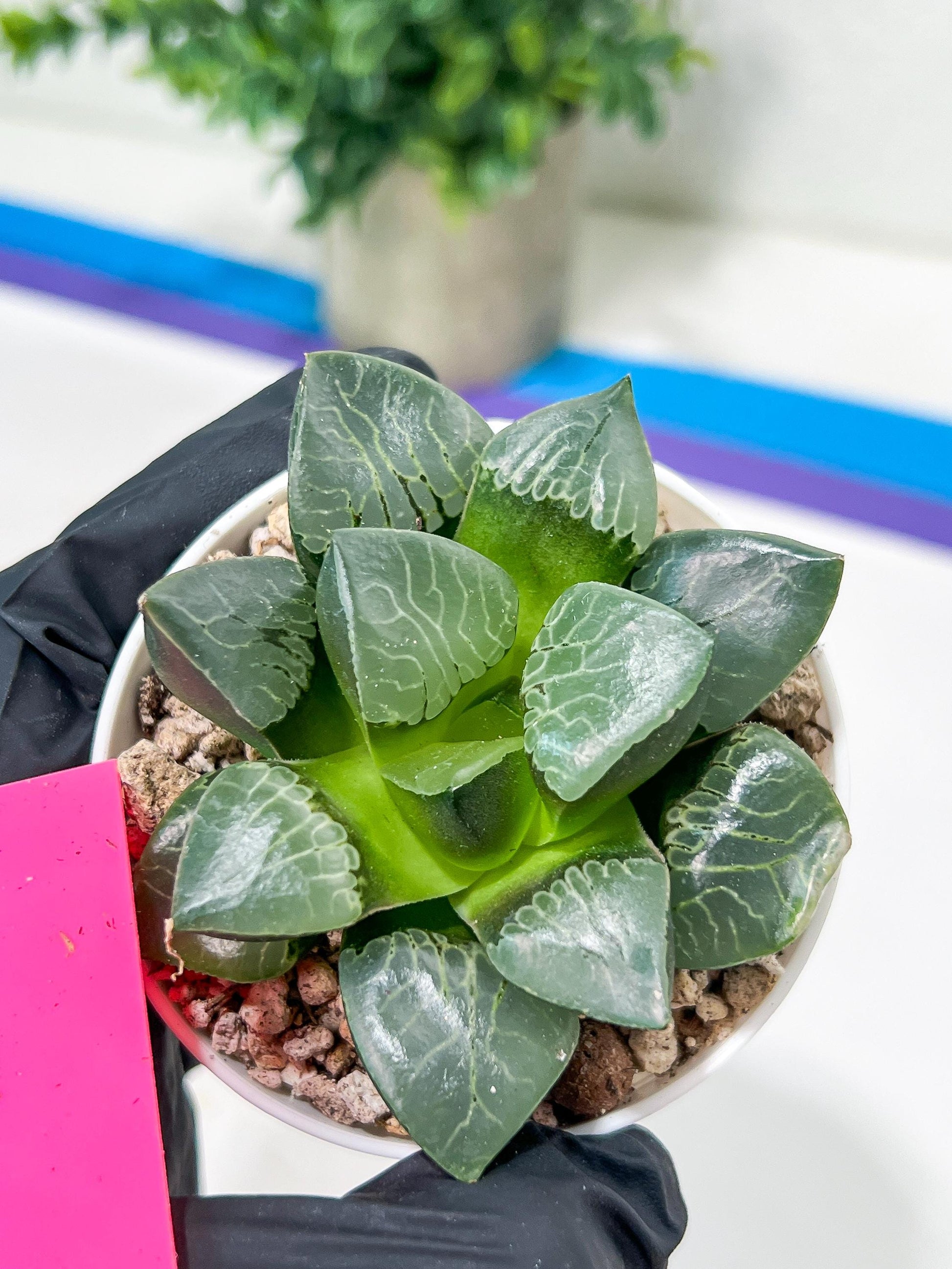 Haworthia Huo Fenghuang (H5B) | Imported Succulent | Hong Kong Rare Species