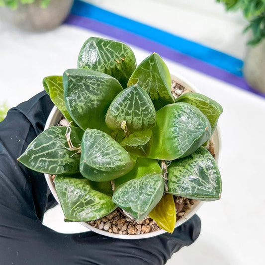 Haworthia Tangcao (H5C) | grab it before someone else does!