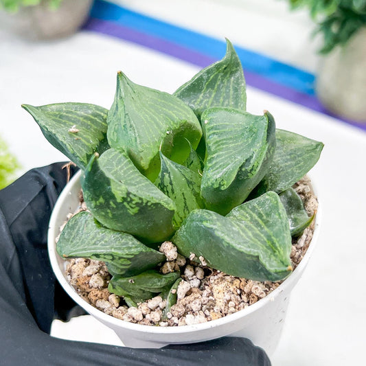 Haworthia Guo Ban Nuo (H5D) | This rare import won’t be here for long