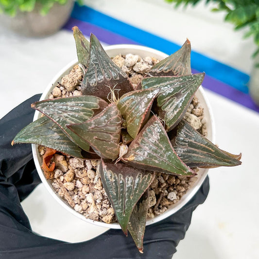 Haworthia Huo Zhi Niao (H5F) | Rare import