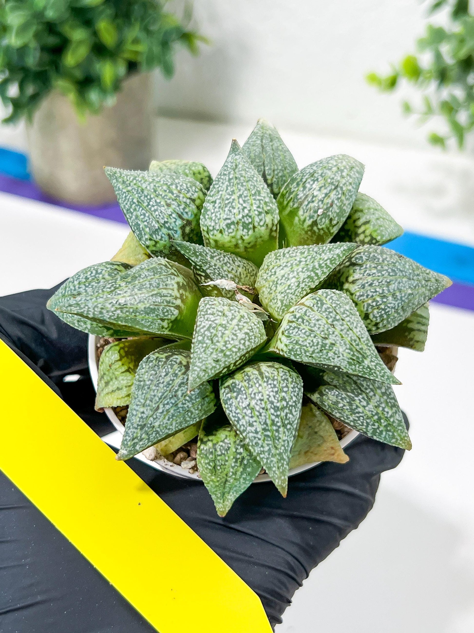 Haworthia Silver or Baiyin (H6A) | Imported Succulent