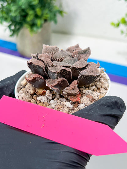 Haworthia Juweicheng (H6C) | Imported Succulent