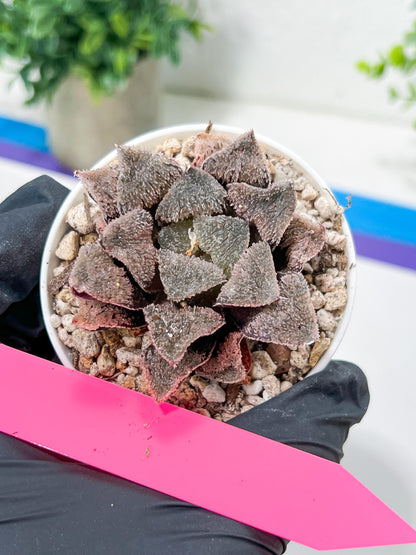 Haworthia Juweicheng (H6C) | Imported Succulent