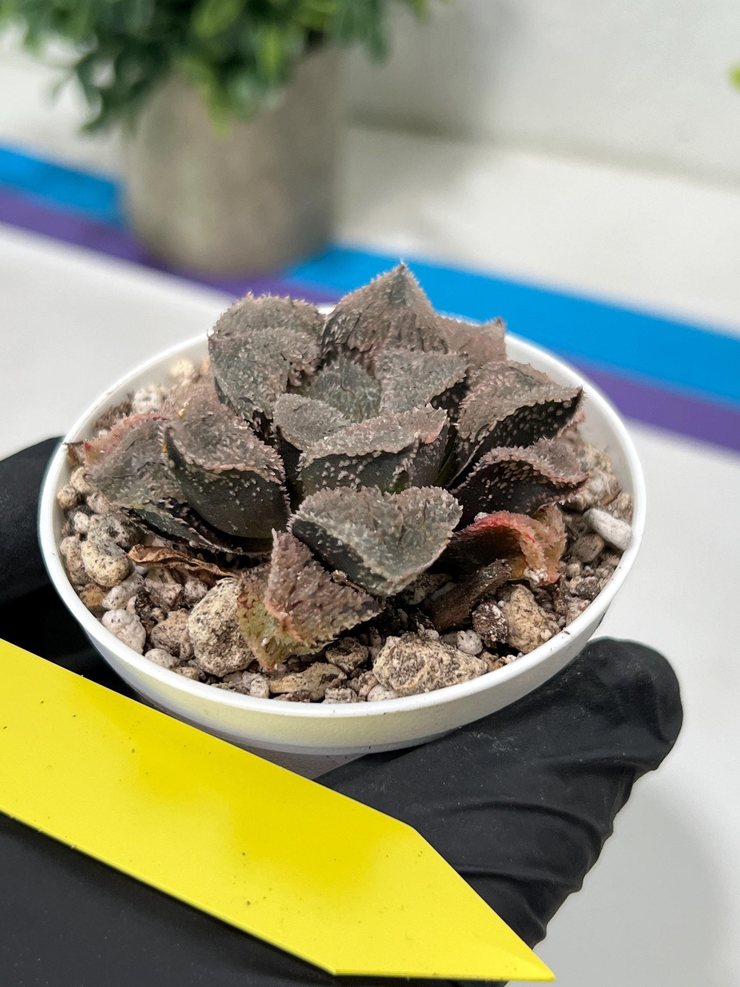 Haworthia Juweicheng (H6C) | Imported Succulent