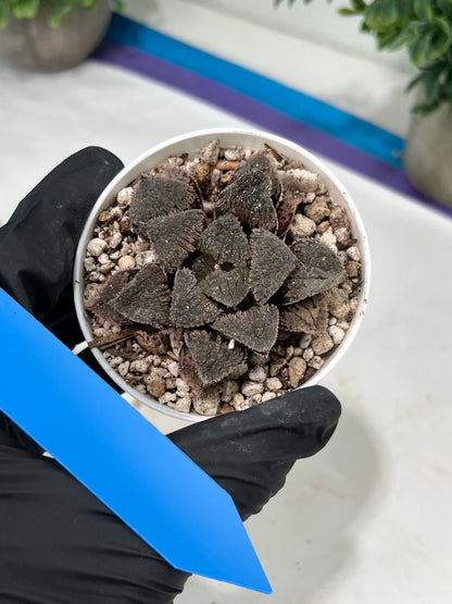 Haworthia Juweicheng (H6C) | Imported Succulent