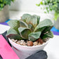 Haworthia White Widow or Bai Guafu (H6G) | Imported Succulent
