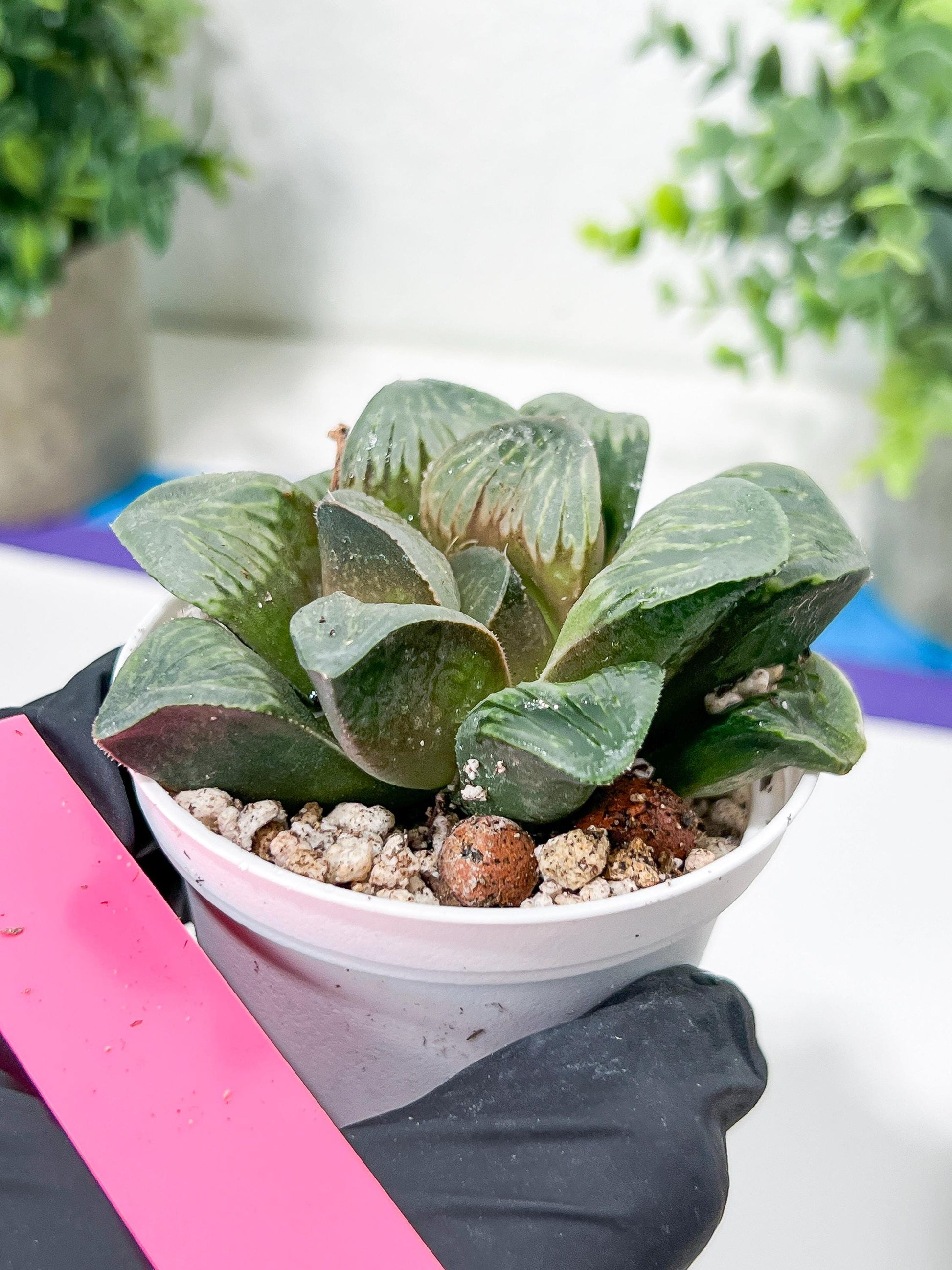 Haworthia White Widow or Bai Guafu (H6G) | Imported Succulent