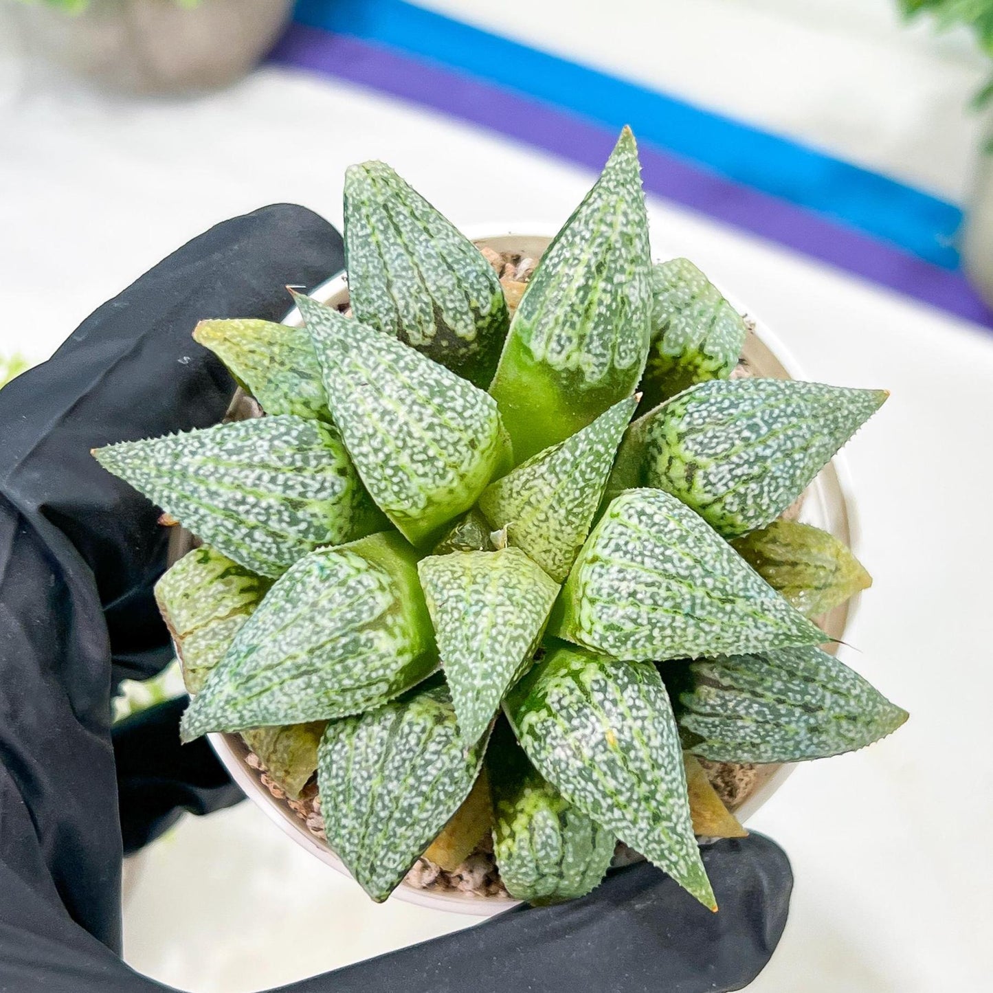 Haworthia Silver or Baiyin (H6A) | Imported Succulent
