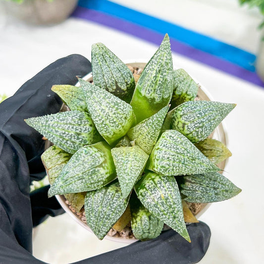 Haworthia Silver or Baiyin (H6A) | Treat yourself