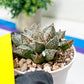 Haworthia Rainbow Floer Crab or Caihong Hua Xie (H6B) | Imported Succulent
