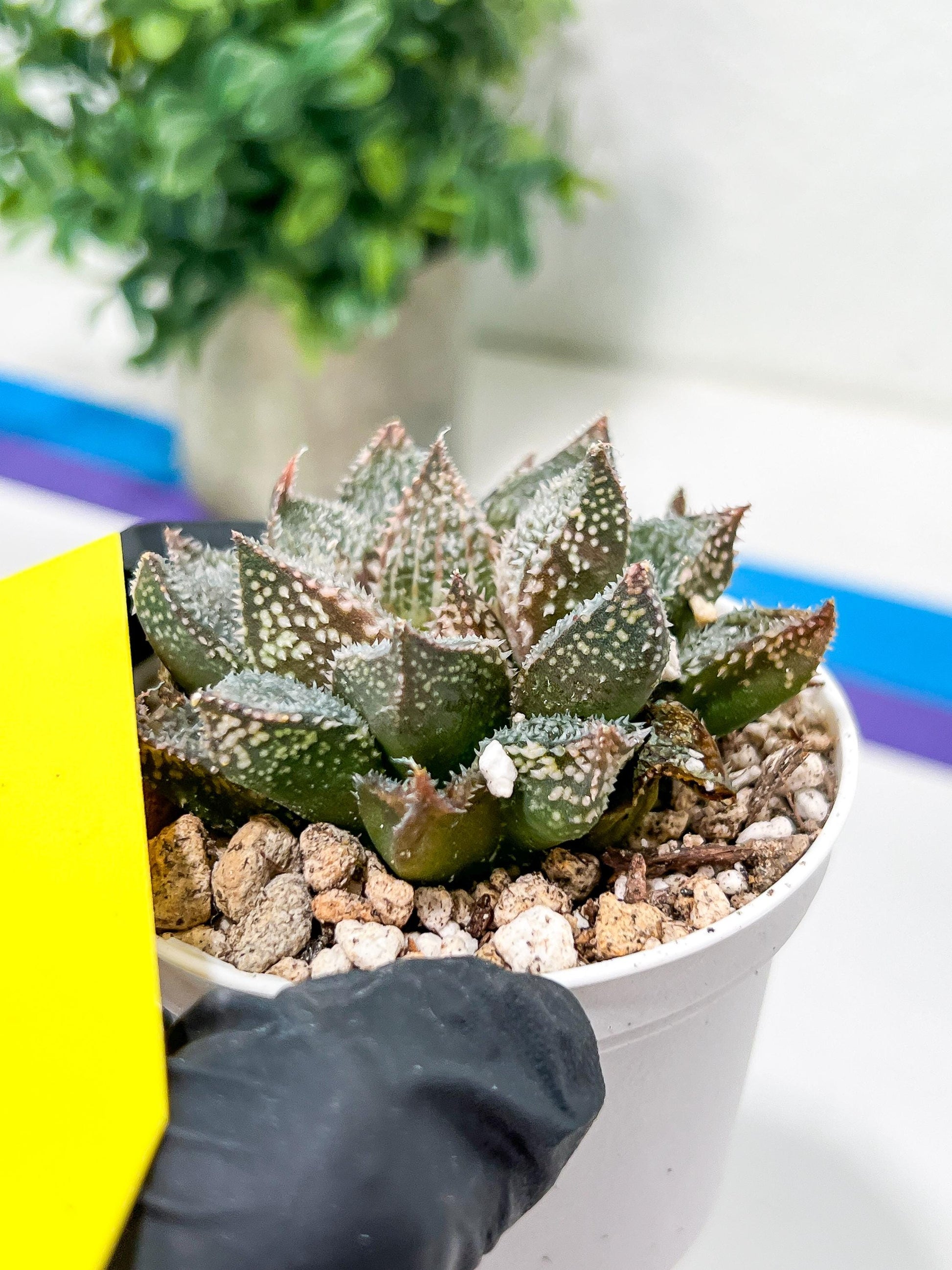 Haworthia Rainbow Floer Crab or Caihong Hua Xie (H6B) | Imported Succulent