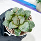 Haworthia White Widow or Bai Guafu (H6G) | Imported Succulent