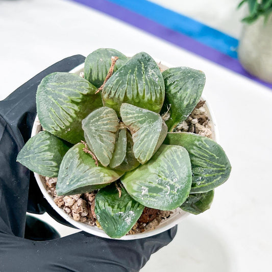Haworthia White Widow or Bai Guafu (H6G) | Rare Find