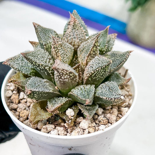 Haworthia Rainbow Floer Crab or Caihong Hua Xie (H6B) | Rare