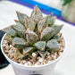 Haworthia Rainbow Floer Crab or Caihong Hua Xie (H6B) | Imported Succulent