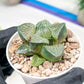 Haworthia Boli Kang (H6D) | Imported Succulent | Hong Kong Rare Species