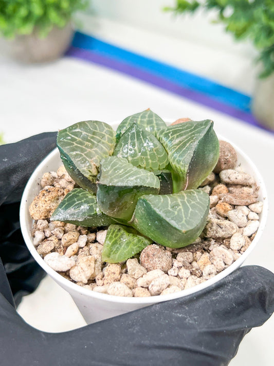 Haworthia Boli Kang (H6D) | Rare import