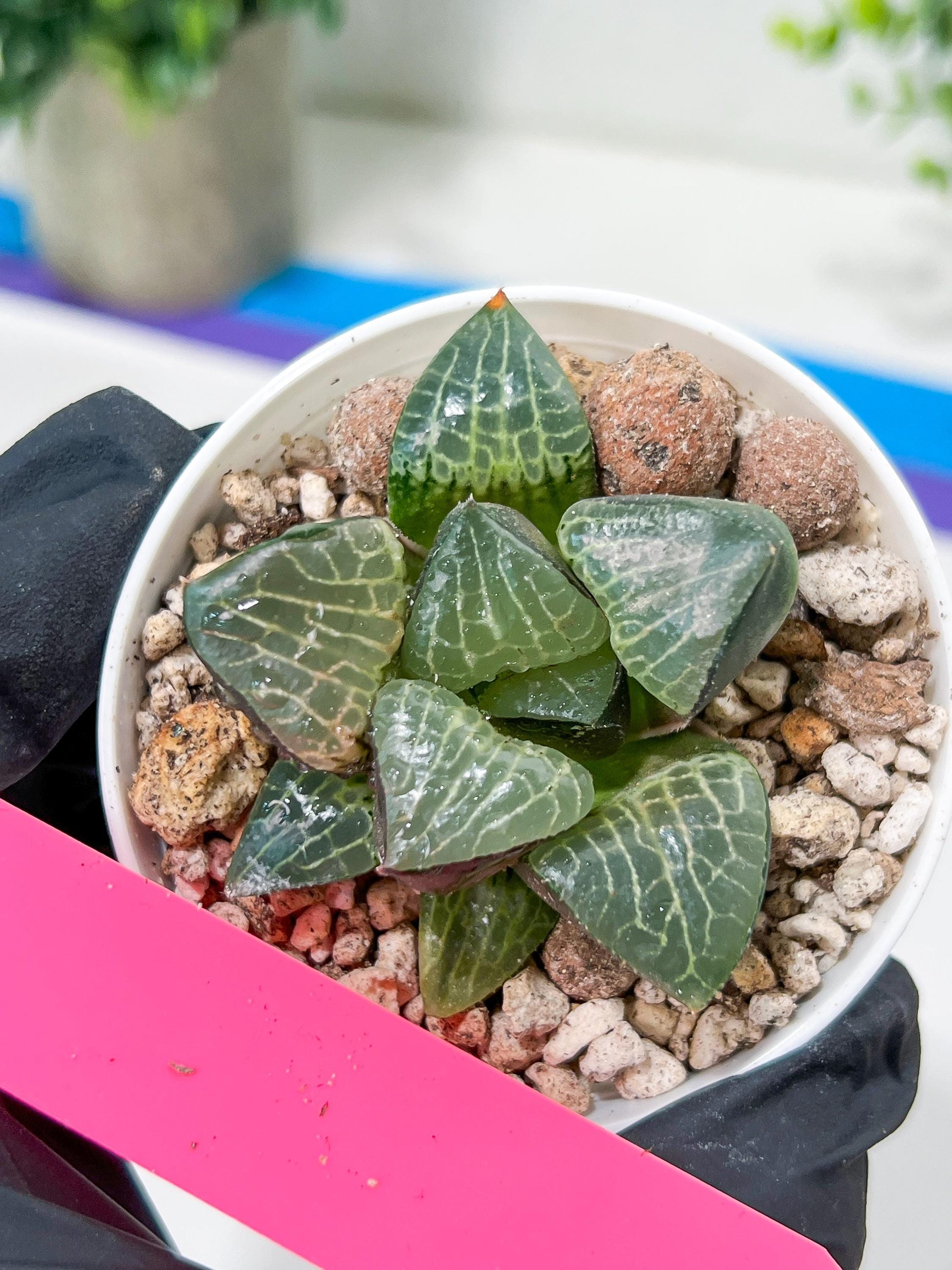 Haworthia Boli Kang (H6D) | Imported Succulent | Hong Kong Rare Species