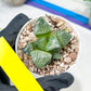 Haworthia Boli Kang (H6D) | Imported Succulent | Hong Kong Rare Species
