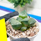 Haworthia Boli Kang (H6D) | Imported Succulent | Hong Kong Rare Species