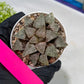 Haworthia Blue Crab or Qing Xie (H6E) | Imported Succulent | Hong Kong Rare Species