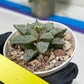 Haworthia Blue Crab or Qing Xie (H6E) | Act Fast
