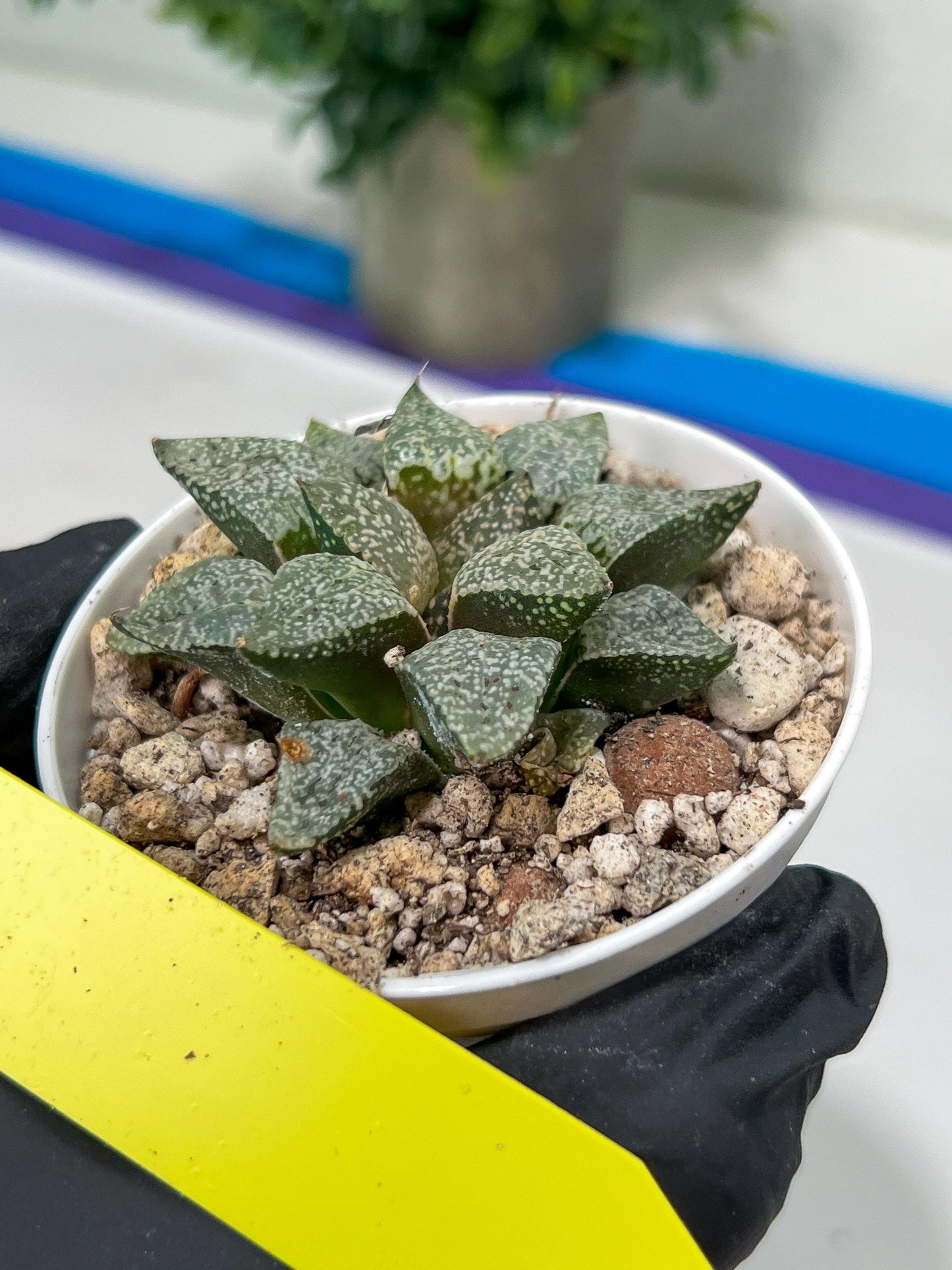 Haworthia Blue Crab or Qing Xie (H6E) | Act Fast