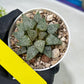 Haworthia Blue Crab or Qing Xie (H6E) | Imported Succulent | Hong Kong Rare Species