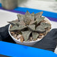 Haworthia Blue Crab or Qing Xie (H6E) | Act Fast
