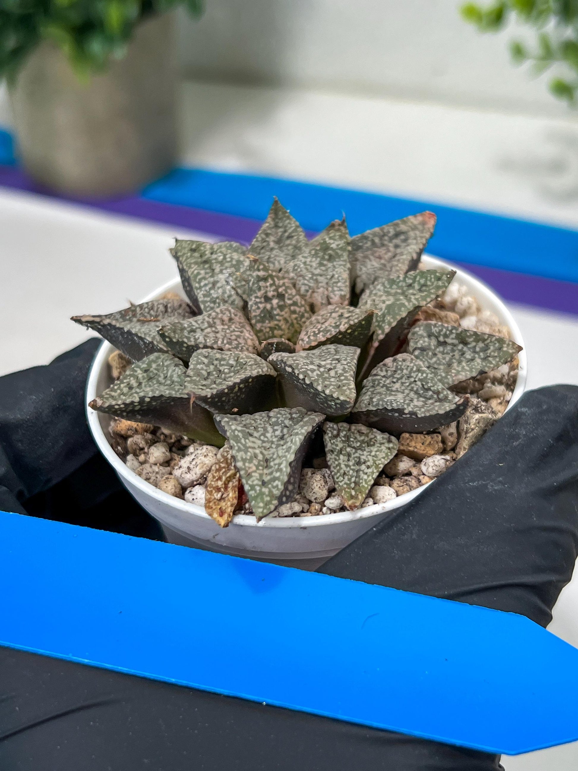 Haworthia Blue Crab or Qing Xie (H6E) | Act Fast