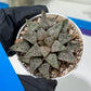 Haworthia Blue Crab or Qing Xie (H6E) | Act Fast