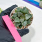 Haworthia Kiss me or Qin ZhiJi (H6F) | Get This Beauty