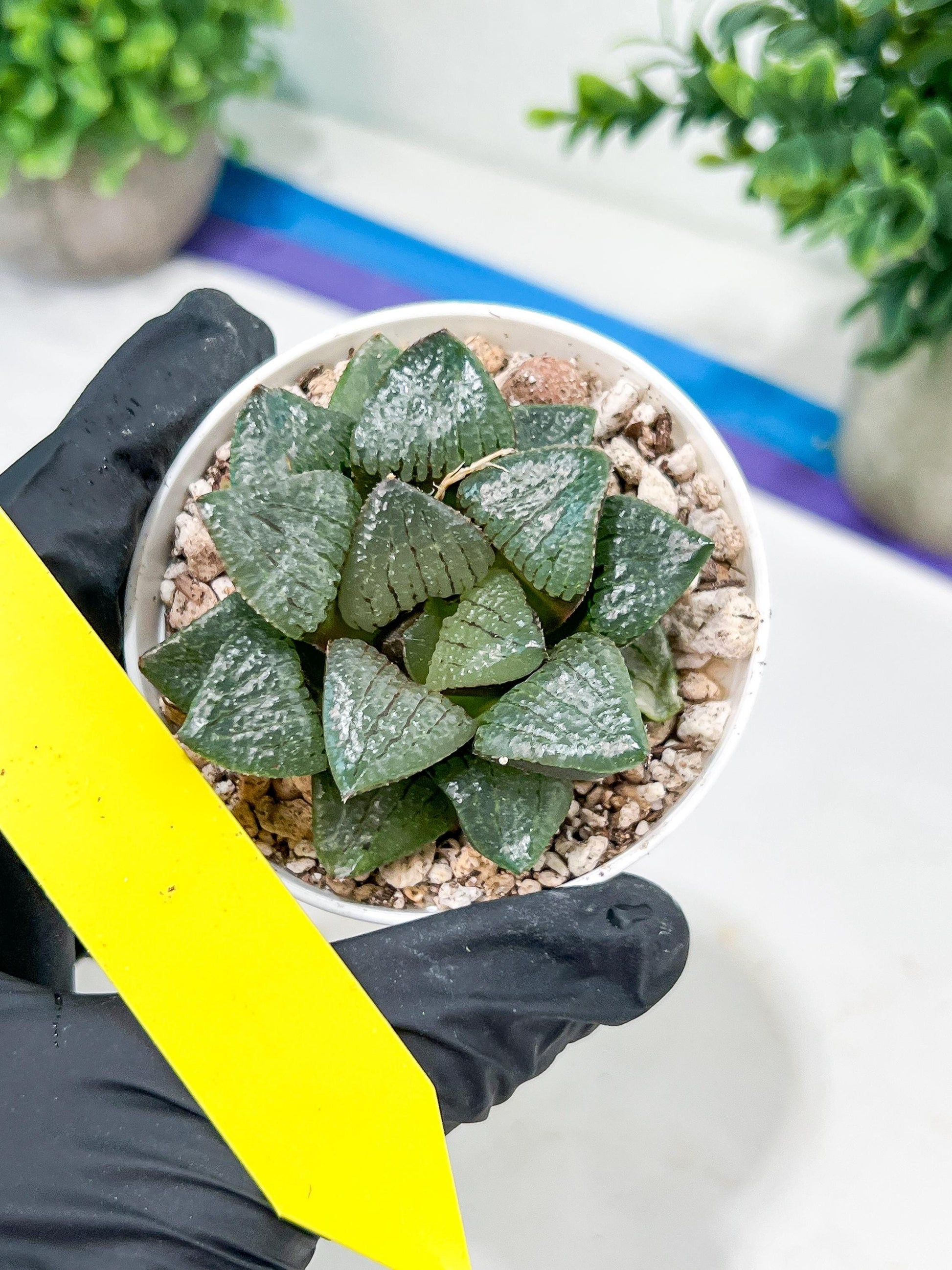 Haworthia Kiss me or Qin ZhiJi (H6F) | Imported Succulent | Hong Kong Rare Species