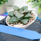 Haworthia Kiss me or Qin ZhiJi (H6F) | Get This Beauty