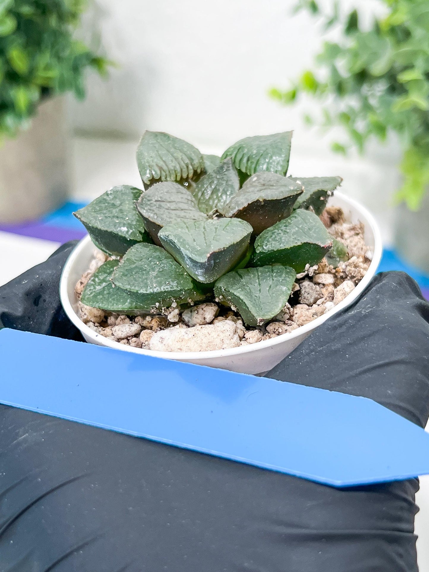Haworthia Kiss me or Qin ZhiJi (H6F) | Get This Beauty