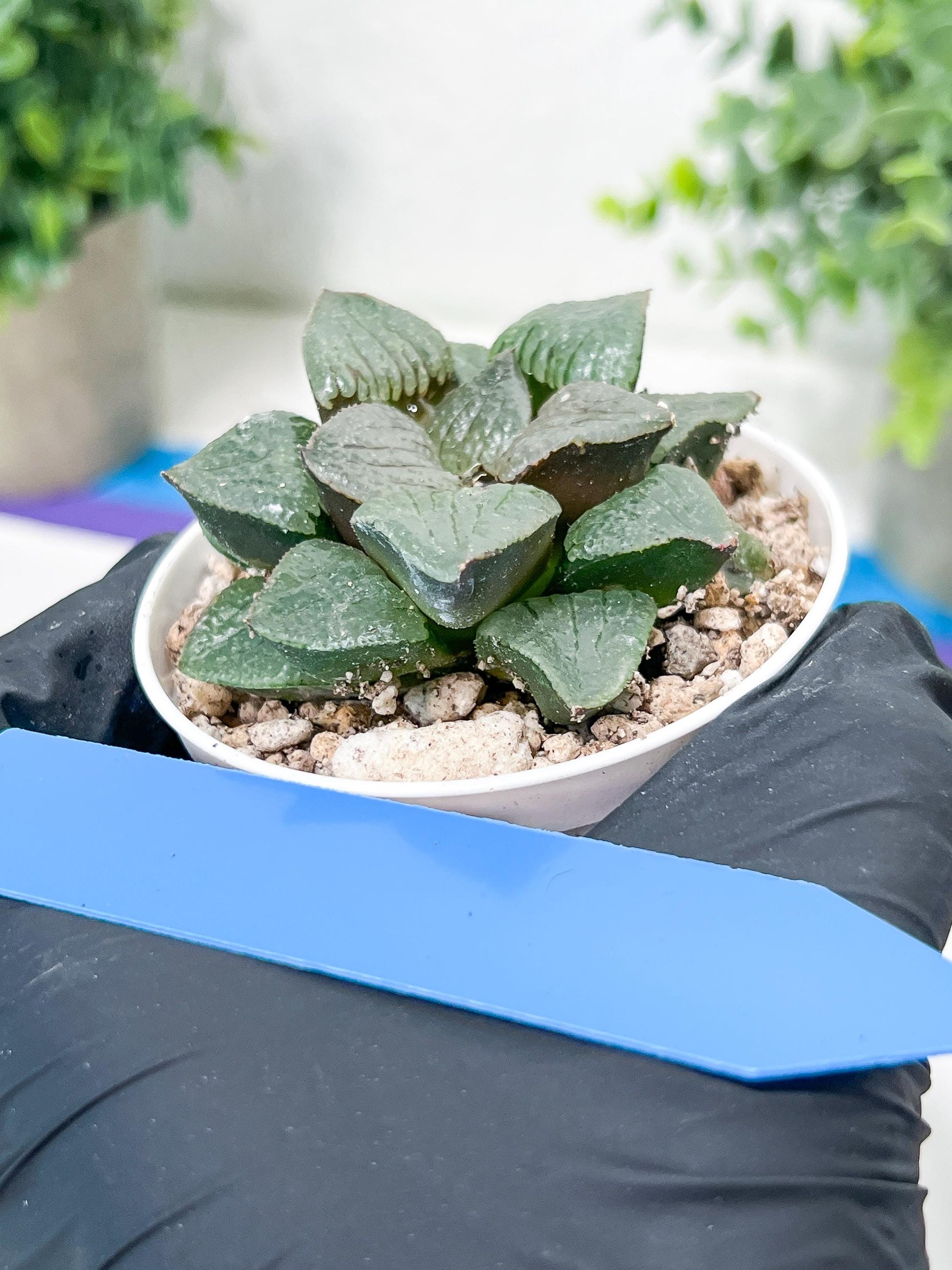 Haworthia Kiss me or Qin ZhiJi (H6F) | Get This Beauty