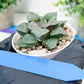 Haworthia Kiss me or Qin ZhiJi (H6F) | Imported Succulent | Hong Kong Rare Species