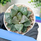 Haworthia Kiss me or Qin ZhiJi (H6F) | Get This Beauty