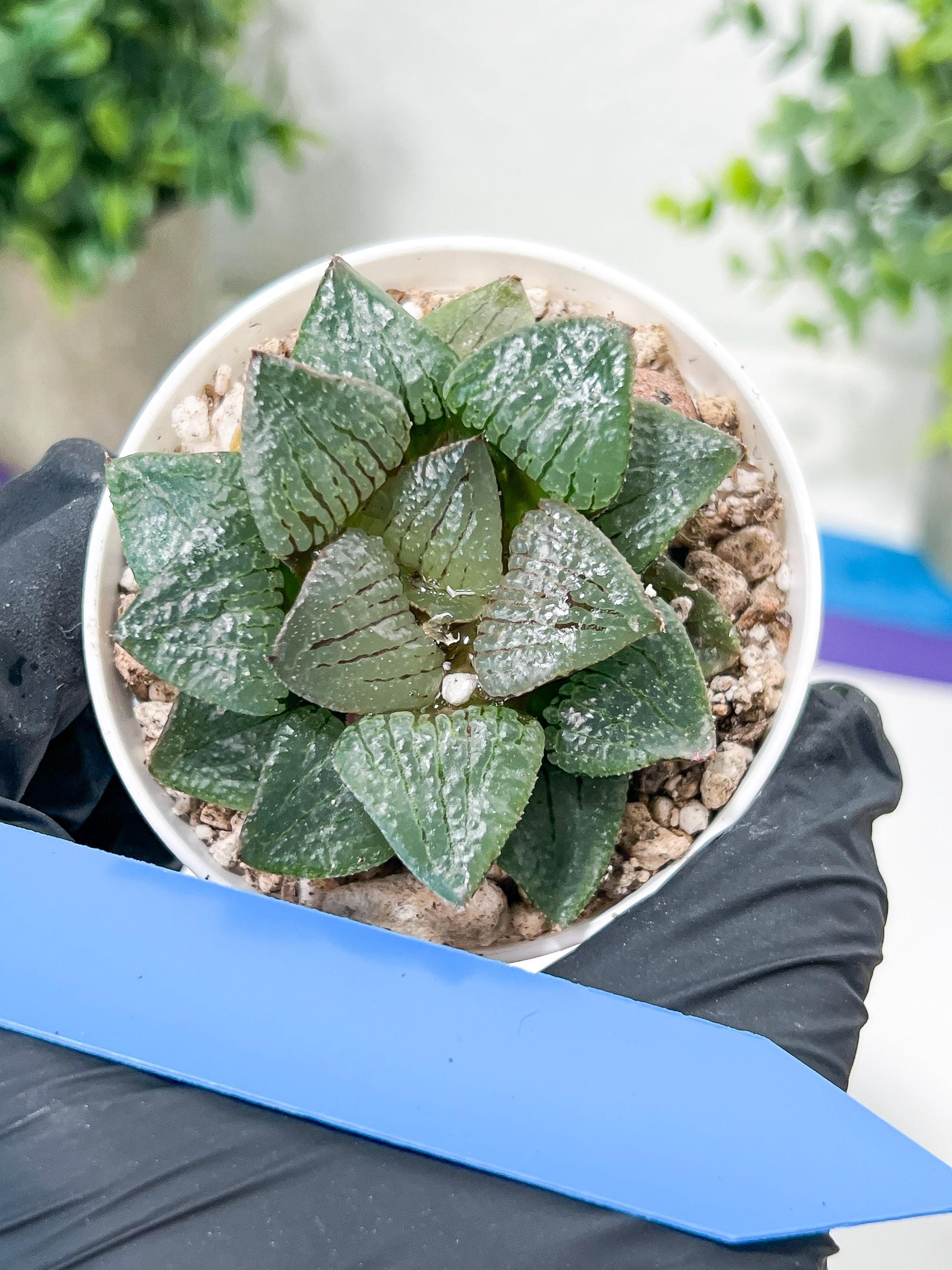 Haworthia Kiss me or Qin ZhiJi (H6F) | Get This Beauty