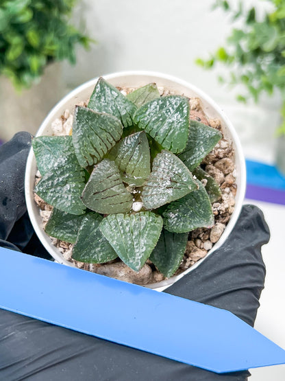 Haworthia Kiss me or Qin ZhiJi (H6F) | Imported Succulent | Hong Kong Rare Species